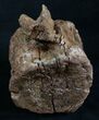 Solid Edmontosaurus (Hadrosaur) Vertebrae - Montana #8453-4